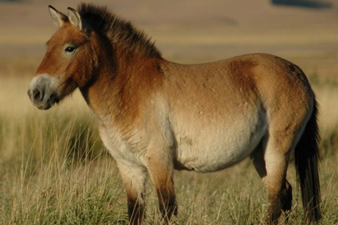 A ló háziasításának története – friss eredmények a Nature-ben